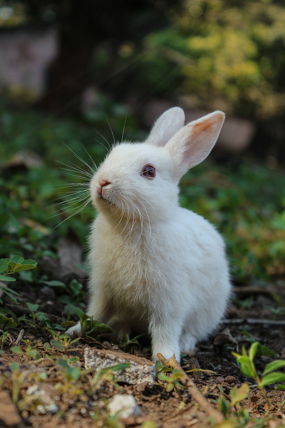rabbit image