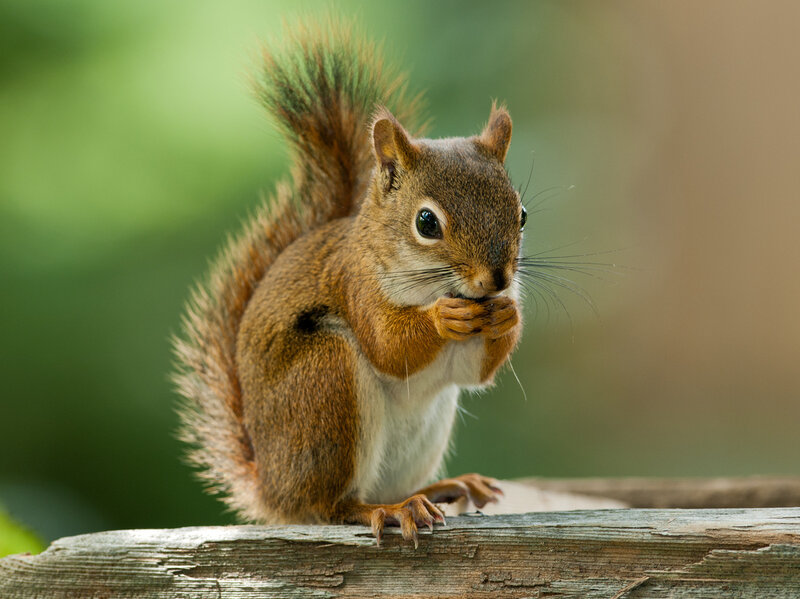 picture of a squirrel
